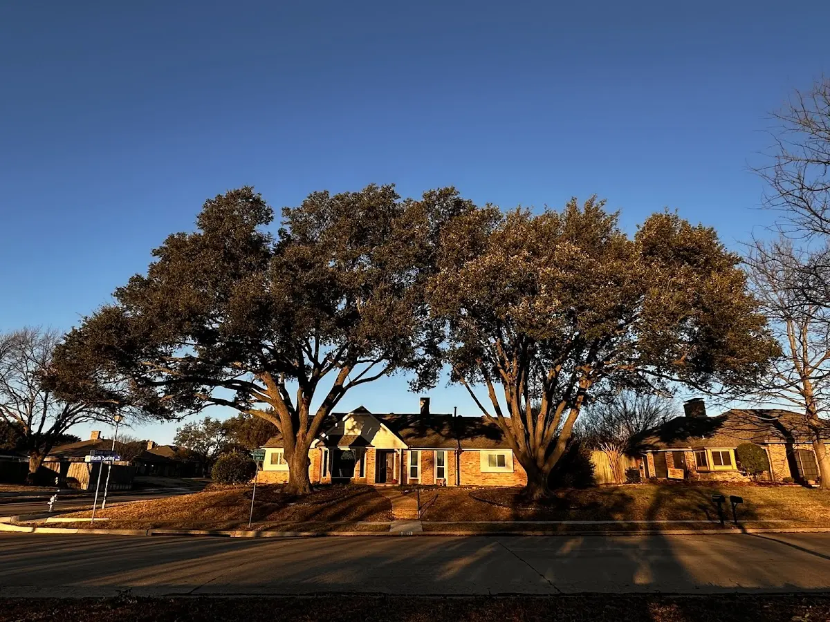 Established residential canopy tree shading a home in Mountain Home